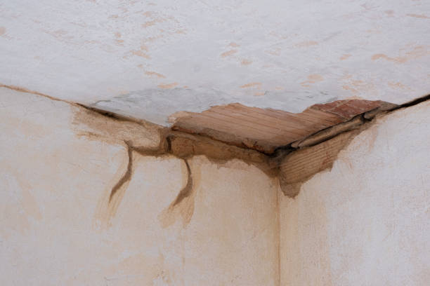 Best Mold removal after water damage  in Glenn Heights, TX